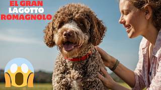 🐶DATOS PERRO LAGOTTO ROMAGNOLO🦮CARACTERISTICAS LAGOTTO ROMAGNOLO INFORMACIONRAZAS RAZATRAINING [upl. by Manthei]