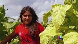 Menores de edad trabajan en campos de EEUU  Noticiero Univisión [upl. by Ticon]