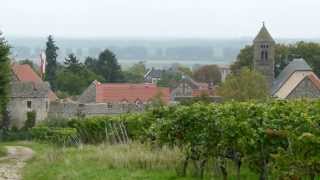 Zeit der Weinlese in Rheinhessen FlörsheimDalsheim und Zell [upl. by Uzzi]