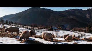 In Poienile Taii la salasul de mioare a baciului Jurj Miuta de la stana din Muncelul Dobraii [upl. by Notsob]