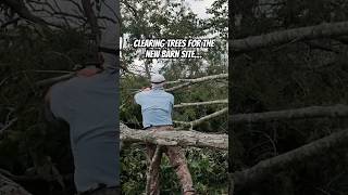 Clearing Trees For The New Barn Build  homesteading countrylife farmlife [upl. by Atirys153]