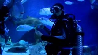 Dive With Sharks at Aquaria KLCC Kuala Lumpur [upl. by Ingeberg]