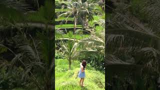 Rice terraces Tegalalang Ubud Bali indonesia ricefield balitouristattractions viralvideo [upl. by Bergquist]