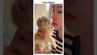 The Most Funny Kitty Reaction Moment😄shorts funny cute [upl. by Rania]