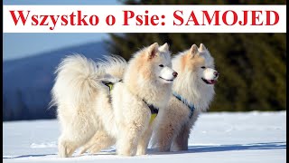 Wszystko o Psie SAMOJED [upl. by Mabel]