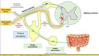 sist nervioso períférico SN AUTÓNOMO PARTE III RÁPIDO Y SENCILLO [upl. by Ahselet842]