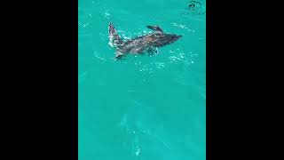 Giant LEATHERBACK SEA TURTLE spotted off Jupiter Florida [upl. by Eibocaj830]