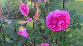 Growing David Austin rose Gertrude Jekyll in shady area 2nd year MayJune 2023 [upl. by Gelasius]