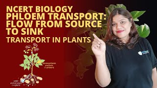 Phloem transport source to sink  Transport in Plants  Class 11 Biology  Plant Physiology [upl. by Jann]