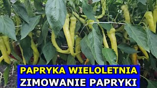 Wieloletnia Papryka  Zimowanie Papryki Szybsze Zbiory za Rok Kiedy i Gdzie Zimować Paprykę Uprawa [upl. by Alarick]