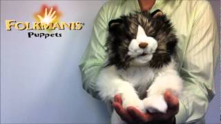 2558 FOLKMANIS Ragdoll Cat [upl. by Krefetz]