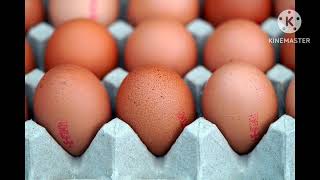 Different Types Of Hens Eggs Types Of Eggs Tamil Egg Hatching Tips Channel [upl. by Nette]