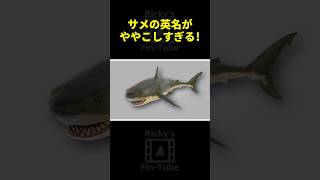 サメの英語名が紛らわしいもの多すぎ サメ shark [upl. by Eatnod]