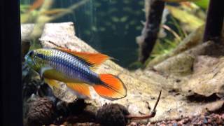 apistogramma agassizii Double Red couple [upl. by Anilet574]