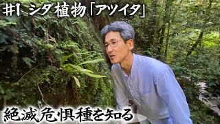 【絶滅危惧種】第1回「川沿いの岸壁に生きる希少なシダ植物」【本田高史／ショクナナ植物研究所】 [upl. by Chisholm]