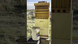 Flow Hive Honey Harvest [upl. by Drawe]