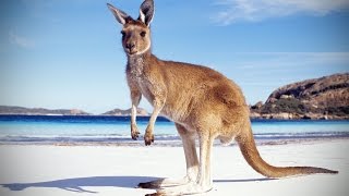 Kangaroos 😜 Funny Kangaroos Playing Funny Pets [upl. by Karlow961]