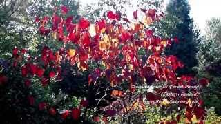 Cercis canadensis Forest Pansy [upl. by Enhpad]