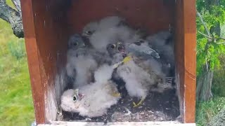 Common Kestrels  Ringing five Kestrels chicks  June 23 2024 [upl. by Diarmit]