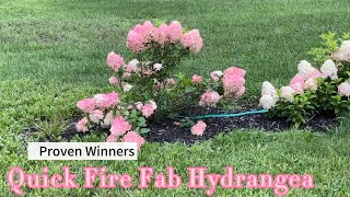 Quick Fire Fab Hydrangea turning HOT PINK [upl. by Anahsed]