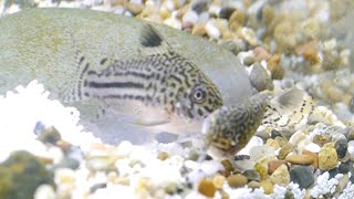 How I Bred Corydoras At Home Trilineatus  False Julii [upl. by Siravaj]