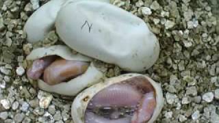 Albino Ball Python babies in there eggs [upl. by Orelu45]