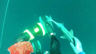 Friendly Remora Bites My Fingers While Scuba Diving [upl. by Khai]