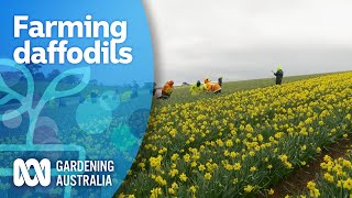 Exploring Australias largest familyowned daffodil farm  My Garden Path  Gardening Australia [upl. by Licna570]