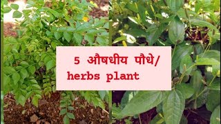 5 Best herbs plant you can grow at home naturalherbs homegardening nature [upl. by Eelessej]