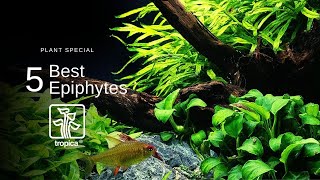 Top 5 Best Aquarium Plants to Attach to WoodRock [upl. by Kado]