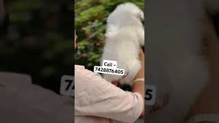 Super quality Germen Spitz puppies for sale in Delhi ncr puppyshop puppygram puppyspot puppylife [upl. by Purcell]