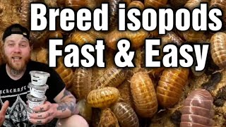 The Best Way To Breed Isopods Beginners Guide [upl. by Lynelle]