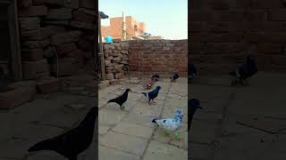 kabutar pigeon pets foryou viral [upl. by Durrace]