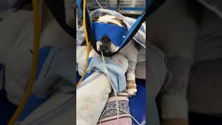 Short story  complication from brachycephalic airway surgery [upl. by Anitsyrk]