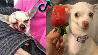 Special nikki chihuahua dog compilation।mreviatar 2। Fanny chihuahua TV [upl. by Adnilec]