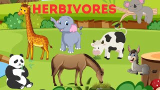 Herbivores Learning Herbivore animals for Kids [upl. by Dorn114]