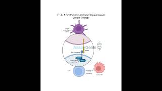 BTLA A Key Player in Immune Regulation and Cancer Therapy [upl. by Hgielra]