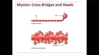 Sarcomere Actin Myosin Troponin Tropomyosin Calcium How a Contraction starts and ends ADP  CP [upl. by Martynne]