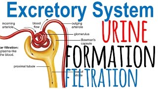 Urine formation and nephron filtration [upl. by Panta954]