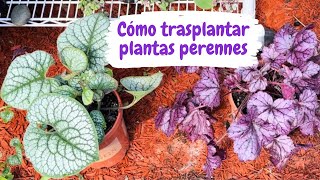 CÓMO TRASPLANTAR PLANTAS PERENNES [upl. by Cirek923]