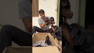 Rottweiler puppies cute Barking ✅puppy barking morning [upl. by Zaria]