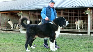 Câini ciobănești de BUCOVINA URIAȘI  Canisa POMOHACI din Marginea jud Suceava  HUGE ROMANIAN DOGS [upl. by Xylia308]