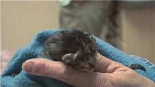 Kitten amp Cat Care  How to Treat Newborn Kittens With Fleas [upl. by Ardiedal]