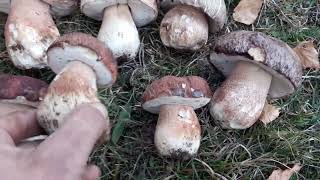 Porcini invernali Valtellina al 14 novembre la favola continua [upl. by Ecinnaj]