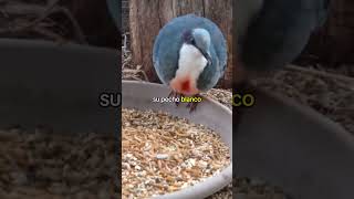 3 pájaros que no sabías que existían pajaros animalessalvajes animales top3 sabiasque [upl. by Baiel653]