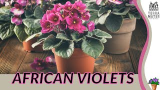 African Violets Saintpaulia  Blooming Beauty for Your Indoor Garden [upl. by Senhauser]