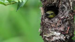 Ornate Sunbird Nest [upl. by Hanala]