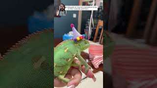 chameleon reptiles lizard pets animals animalshorts [upl. by Letti]