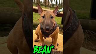 BEAN THE MINIATURE BULL TERRIER [upl. by Eural]