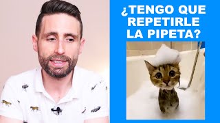 ¿Tengo que repetirle la pipeta a mi gato si lo mojo con agua [upl. by Reilly]